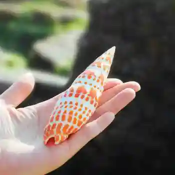 Naravno Oranžno Conch Lupini Pero Polž Gospodinjski Akvarij Lupini 7-9 cm Okraski za Svinčnik Krajinsko