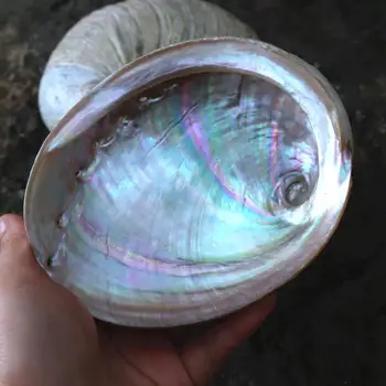 Novo Abalone Lupini Veliko Seashell Navtičnih Dekor Sage Bonsaj Doma Shranjevanje Milo Polje Lupini Fish Tank Akvarij Krajine