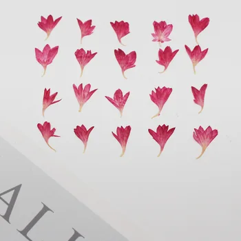 100 kozarcev Pritisnete Posušene Centaurea Cyanus L. Cvet Rastline Za Herbarij Nakit Telefon Primeru Foto Okvir Zaznamek Razglednica, zaradi Česar