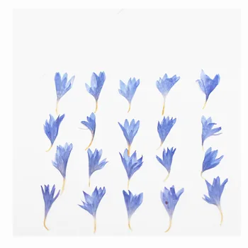 100 kozarcev Pritisnete Posušene Centaurea Cyanus L. Cvet Rastline Za Herbarij Nakit Telefon Primeru Foto Okvir Zaznamek Razglednica, zaradi Česar