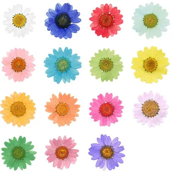 60pcs 2-3.5 cm Pritisnete Posušene Chrysanthemum Paludosum Cvet Za svate Nakit Telefon Primeru Lampshade Sveča Art&Craft DIY