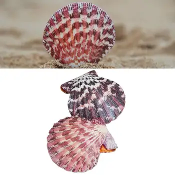 Naravni Pav Pokrovača Conch Shell Oil Slikarstvo Cockle Clam Fish Tank Sredozemlju Doma Dekoracijo Morskih Slog