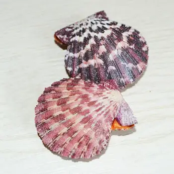 Naravni Pav Pokrovača Conch Shell Oil Slikarstvo Cockle Clam Fish Tank Sredozemlju Doma Dekoracijo Morskih Slog