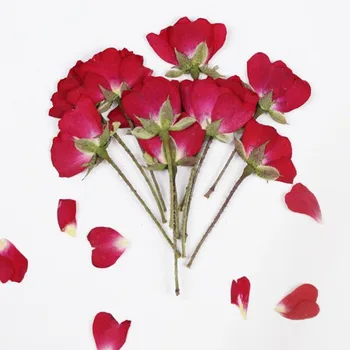 12pcs Posušene Strani Pritisnete Rdeči Kitajski Rose Cvet Rastlin Za Herbarij Nakit Zaznamek Dopisnica Telefon Primeru Vabilo Kartice DIY