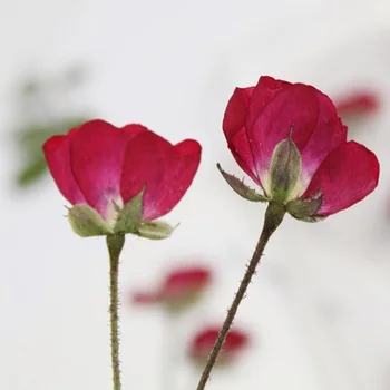 12pcs Posušene Strani Pritisnete Rdeči Kitajski Rose Cvet Rastlin Za Herbarij Nakit Zaznamek Dopisnica Telefon Primeru Vabilo Kartice DIY