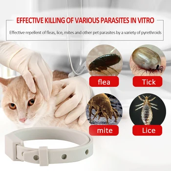 Odstrani Bolh In Klopi Ovratnik za Pse, Mačke Do 8 Meseca Bolh, Označite Ovratnik Anti-komar & Insektov Repelenti Breakaway Mačka Ovratnik