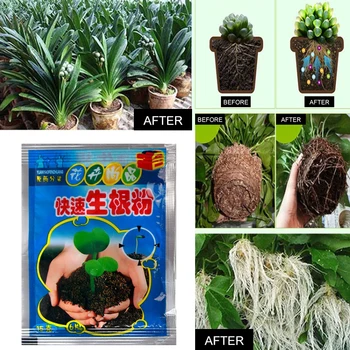 Hitro Navijali V Prahu Cvet Močno Ukoreninjenje V Prahu Rastlin Cvet Presaditev Gnojila Izboljšajo Preživetje Gnojil